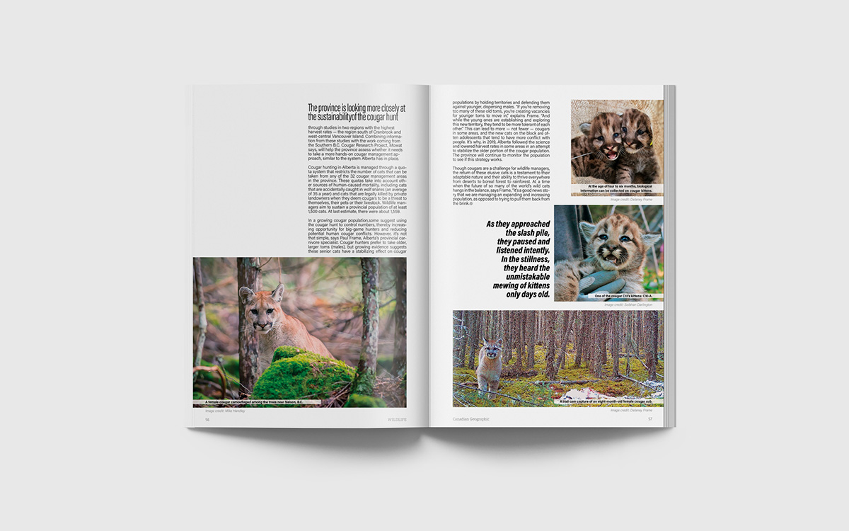 A magazine spread with four photos of cougars, story text, and a quotation callout