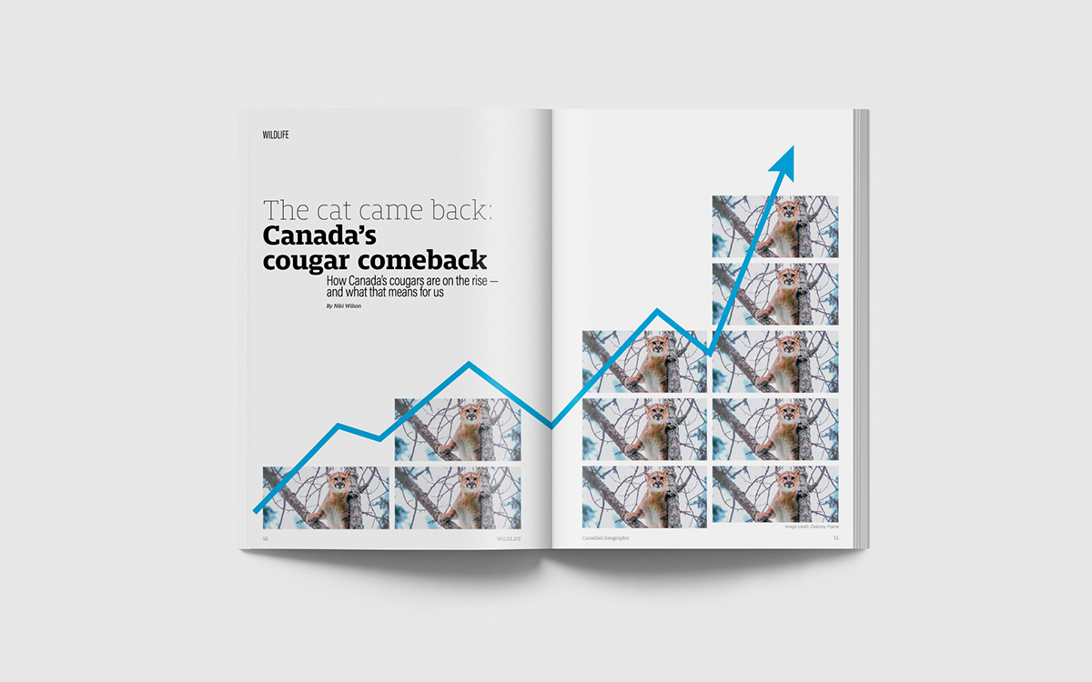 A magazine spread featuring the first page of an article about the increase in cougar populations